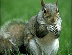 Bak şu sincapların yaptığına! Bak şu sincapların yaptığına!